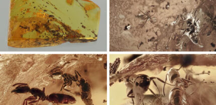 Fossil ant colony preserved in a piece of Baltic amber from Lithuania. Image credit: José de la Fuente & Agustín Estrada-Peña, doi: 10.3389/fevo.2026.1724595.