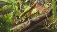 Life reconstruction of the pachycephalosaur individual CMNFV 22039 in an environment typical of the Upper Maastrichtian Frenchman Formation. Image credit: Kaitlin Lindblad.