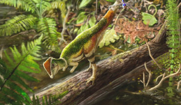 Life reconstruction of the pachycephalosaur individual CMNFV 22039 in an environment typical of the Upper Maastrichtian Frenchman Formation. Image credit: Kaitlin Lindblad.