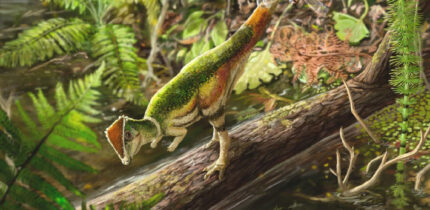 Life reconstruction of the pachycephalosaur individual CMNFV 22039 in an environment typical of the Upper Maastrichtian Frenchman Formation. Image credit: Kaitlin Lindblad.