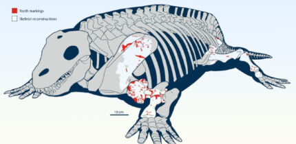 Skeletal reconstruction of Diadectes sideropelicus with overlaid left and right tooth and bore marks in right lateral view. Image credit: Young et al., doi: 10.1038/s41598-026-38183-6.