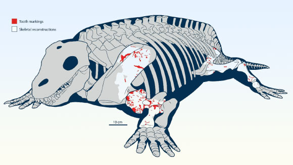 Skeletal reconstruction of Diadectes sideropelicus with overlaid left and right tooth and bore marks in right lateral view. Image credit: Young et al., doi: 10.1038/s41598-026-38183-6.