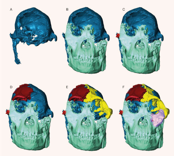 Reconstruction of the face of StW 573. Image credit: A. Beaudet.