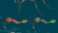 Renderings of an exemplary Antscan specimen: subsoldier of Eciton hamatum. Image credit: Katzke et al., doi: 10.1038/s41592-026-03005-0.