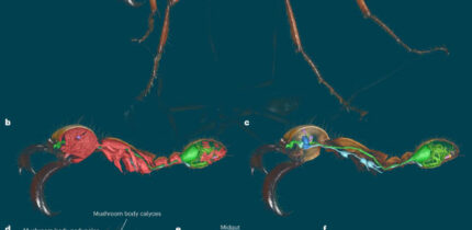 Renderings of an exemplary Antscan specimen: subsoldier of Eciton hamatum. Image credit: Katzke et al., doi: 10.1038/s41592-026-03005-0.