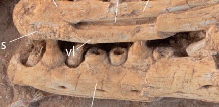 Pluridens imelaki, holotype, close-up of the dentaries. Scale bar - 10 cm. Image credit: Nicholas R. Longrich & Nour-Eddine Jalil, doi: 10.3390/d18030159.