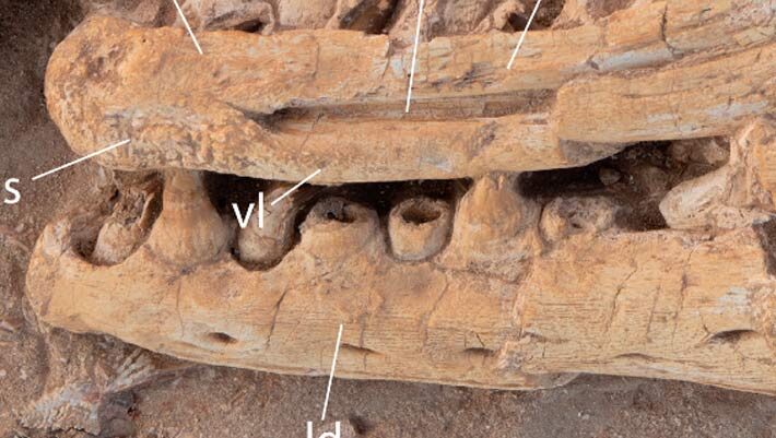 Pluridens imelaki, holotype, close-up of the dentaries. Scale bar - 10 cm. Image credit: Nicholas R. Longrich & Nour-Eddine Jalil, doi: 10.3390/d18030159.
