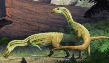 An artist’s reconstruction of Sonselasuchus cedrus in its environment in what is now Petrified Forest National Park, 215 million years ago. Image credit: Gabriel Ugueto.