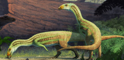 An artist’s reconstruction of Sonselasuchus cedrus in its environment in what is now Petrified Forest National Park, 215 million years ago. Image credit: Gabriel Ugueto.