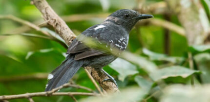 Cercomacra raucisona. Image credit: Fernando Zurdo.