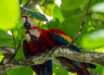 A pair of scarlet macaws (Ara macao) in Costa Rica. Image credit: Julio-César Chávez / CC BY 4.0.