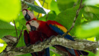 A pair of scarlet macaws (Ara macao) in Costa Rica. Image credit: Julio-César Chávez / CC BY 4.0.