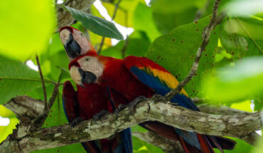 A pair of scarlet macaws (Ara macao) in Costa Rica. Image credit: Julio-César Chávez / CC BY 4.0.