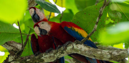 A pair of scarlet macaws (Ara macao) in Costa Rica. Image credit: Julio-César Chávez / CC BY 4.0.