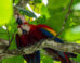 A pair of scarlet macaws (Ara macao) in Costa Rica. Image credit: Julio-César Chávez / CC BY 4.0.