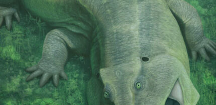 Tanyka amnicola. Image credit: Vitor Silva.