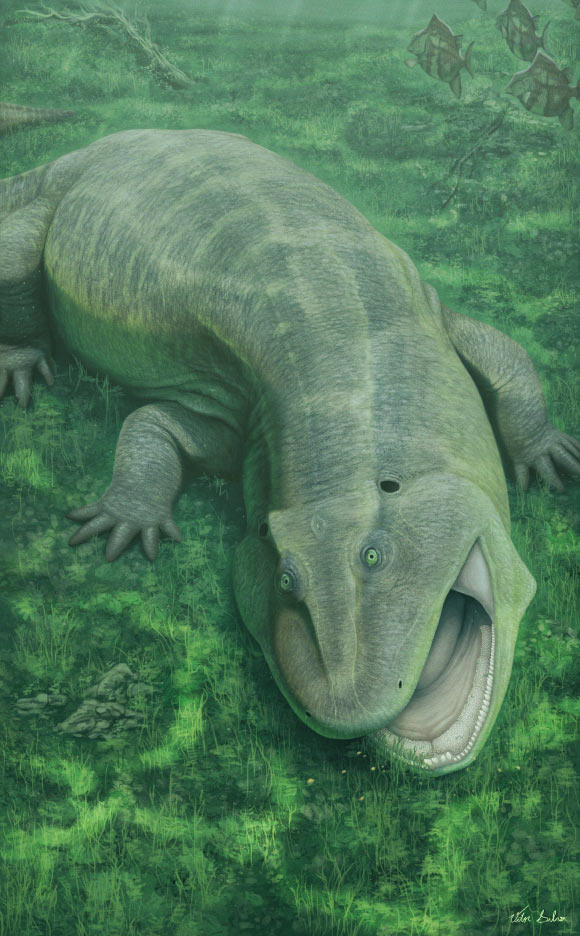275-Million-Year-Old Amphibian Relative with Twisted Jaws Rewrites Early Tetrapod Diets