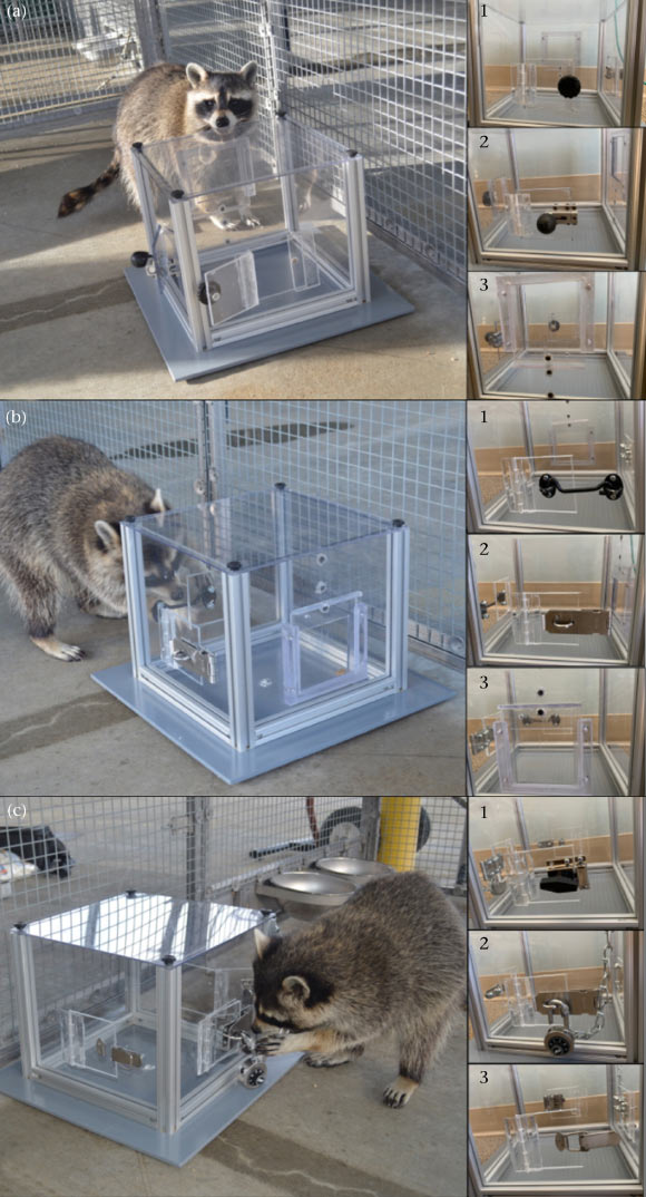 Study: Raccoons Don’t Just Solve Puzzles for Food, They Do It for Fun