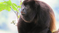 The mantled howler (Alouatta palliata) in Panama. Image credit: Ariel Rodriguez-Vargas / CC BY 4.0.
