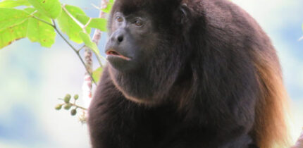 The mantled howler (Alouatta palliata) in Panama. Image credit: Ariel Rodriguez-Vargas / CC BY 4.0.