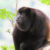 The mantled howler (Alouatta palliata) in Panama. Image credit: Ariel Rodriguez-Vargas / CC BY 4.0.