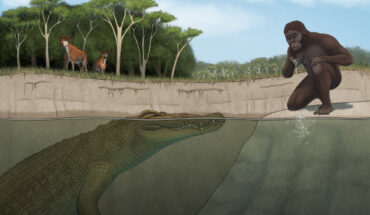 Crocodylus lucivenator overlapped with the famed Lucy and her hominin kin and would have hunted them. Image credit: Tyler Stone, University of Iowa.
