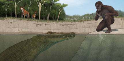 Crocodylus lucivenator overlapped with the famed Lucy and her hominin kin and would have hunted them. Image credit: Tyler Stone, University of Iowa.