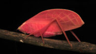 Intense hot pink morph of an adult female Arota festae photographed on March 27, 2025, on Barro Colorado Island, Panama. Image credit: Zeke W. Rowe.