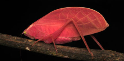 Intense hot pink morph of an adult female Arota festae photographed on March 27, 2025, on Barro Colorado Island, Panama. Image credit: Zeke W. Rowe.