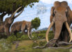 Straight-tusked elephants (Palaeoloxodon antiquus) were the largest land mammals of the European Pleistocene. Image credit: Hodari Nundu, CC-BY-4.0.