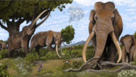 Straight-tusked elephants (Palaeoloxodon antiquus) were the largest land mammals of the European Pleistocene. Image credit: Hodari Nundu, CC-BY-4.0.
