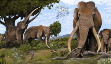 Straight-tusked elephants (Palaeoloxodon antiquus) were the largest land mammals of the European Pleistocene. Image credit: Hodari Nundu, CC-BY-4.0.