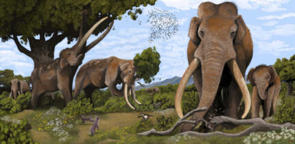 Straight-tusked elephants (Palaeoloxodon antiquus) were the largest land mammals of the European Pleistocene. Image credit: Hodari Nundu, CC-BY-4.0.