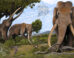 Straight-tusked elephants (Palaeoloxodon antiquus) were the largest land mammals of the European Pleistocene. Image credit: Hodari Nundu, CC-BY-4.0.