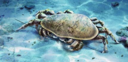 Yunnanocyclus fortis. Image credit: Sun et al., doi: 10.1002/spp2.70052.