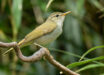 The Tokara leaf warbler (Phylloscopus tokaraensis) on Nakanoshima, the Tokara Islands, in June 2017. Image credit: Per Alström / Uppsala University.