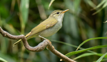 The Tokara leaf warbler (Phylloscopus tokaraensis) on Nakanoshima, the Tokara Islands, in June 2017. Image credit: Per Alström / Uppsala University.