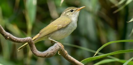 The Tokara leaf warbler (Phylloscopus tokaraensis) on Nakanoshima, the Tokara Islands, in June 2017. Image credit: Per Alström / Uppsala University.