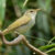 The Tokara leaf warbler (Phylloscopus tokaraensis) on Nakanoshima, the Tokara Islands, in June 2017. Image credit: Per Alström / Uppsala University.