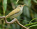The Tokara leaf warbler (Phylloscopus tokaraensis) on Nakanoshima, the Tokara Islands, in June 2017. Image credit: Per Alström / Uppsala University.