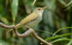 The Tokara leaf warbler (Phylloscopus tokaraensis) on Nakanoshima, the Tokara Islands, in June 2017. Image credit: Per Alström / Uppsala University.