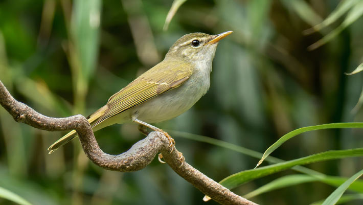 Ornithologists Identify Cryptic New Bird Species in Japan