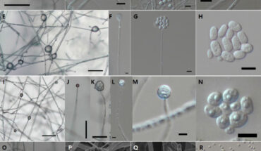 Mortierellomycetes and Umbelopsidomycetes fungi from freshwater ecosystems in Korea. Image credit: Goh et al., doi: 10.4489/kjm.20230018.