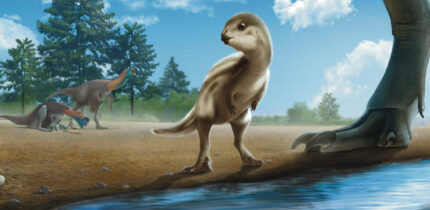 An artist’s interpretation of a juvenile Doolysaurus huhmini. Image credit: Jun Seong Yi.