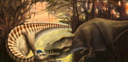 A Tyrannosaurus attacking an adult Edmontosaurus. Image credit: Jenn Hall.