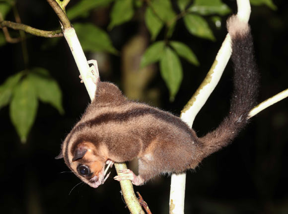 The pygmy long-fingered possum (Dactylonax kambuayai), a female in Klalik area, Vogelkop Peninsula. Image credit: Carlos Bocos.