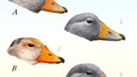 Detail of the color pattern of the bill in adult specimens of the Chiloe steamerduck (A) and the Magellanic steamerduck (B). Image credit: Bernabé López-Lanús & Mariano Costa.