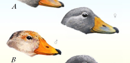 Detail of the color pattern of the bill in adult specimens of the Chiloe steamerduck (A) and the Magellanic steamerduck (B). Image credit: Bernabé López-Lanús & Mariano Costa.
