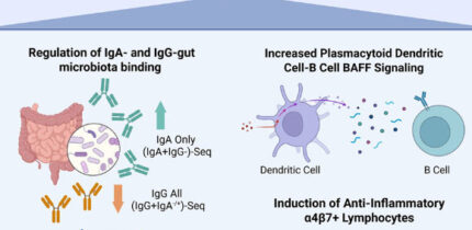 Gubatan et al. demonstrate that vitamin D promotes immune tolerance to gut microbiota in patients with inflammatory bowel disease. Image credit: Gubatan et al., doi: 10.1016/j.xcrm.2026.102703.