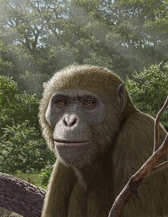 Life reconstruction of Masripithecus moghraensis. Image credit: Mauricio Antón.